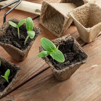 Setzlinge und zwei leere Bumentöpfchen stehen für offene Stellen bei o.t.n - für Festanstellung und Ausbildung