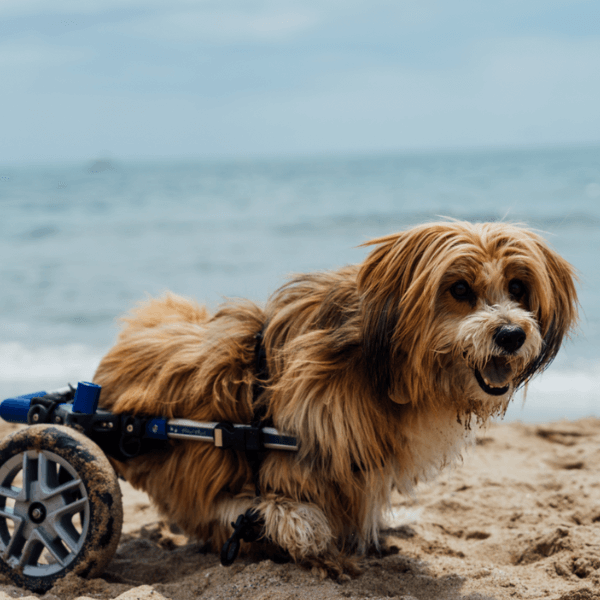ein kleiner Hund am Strand mit einer Hinterlaufgehhilfe - Orthopädietechnik Nord kümmert scih auch ujm Ihren Liebling